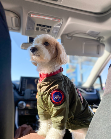 TOP GUN® DOG BOMBER JACKET - Main Image